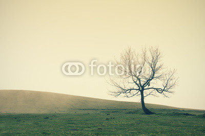 lonely tree with vintage filter effect