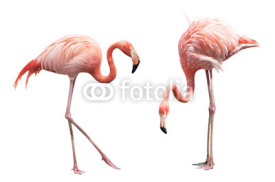 Naklejki Two flamingo