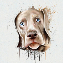 Obrazy i plakaty portrait dog closeup on a white background, with elements of the sketch and spray paint