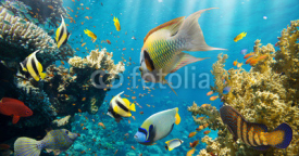 Naklejki Coral and fish
