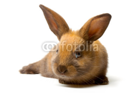 Fototapety Bunny