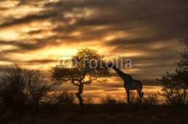 Naklejki african giraffe walking in sunset