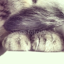 Naklejki Cat paws