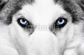 Naklejki close-up shot of husky dog