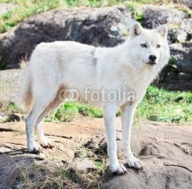 Naklejki Young Arctic Wolf Standing on Rocks