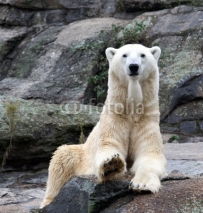 Fototapety Polar bear portrait