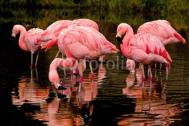 Naklejki Chilean Flamingos Reflecting in Water