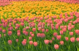 Fototapety field of pink yellow tulips with green stems grass