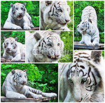 Naklejki White tigers collage