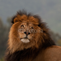 Naklejki unique lion portrait