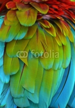 Naklejki Macro photograph of the multi-colored feathers of a Scarlet Macaw (Ara macao)