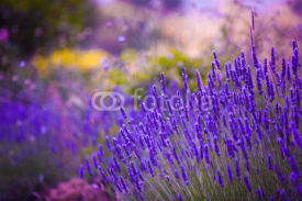 Obrazy i plakaty Garden flowers  Lavendar colorful background