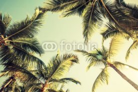 Fototapety Coconut palm trees and shining sun over bright sky