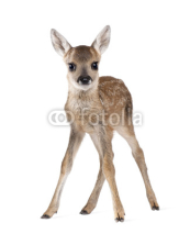Fototapety Roe Deer Fawn, standing against white background