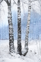 Naklejki birch trees in winter landscape