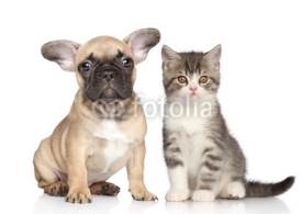 Fototapety Puppy and kitten