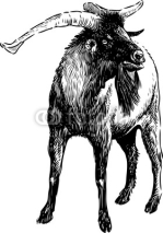 Naklejki bearded goat
