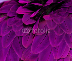 Naklejki Feathers; Purple