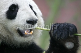 Fototapety Giant Panda Bear