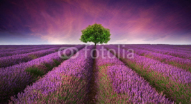 Naklejki Stunning lavender field landscape Summer sunset with single tree