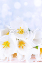 Obrazy i plakaty Beautiful bouquet of white tulips on table on light background