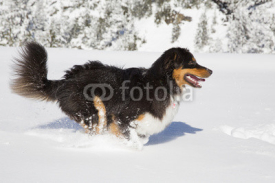 Fototapety Australian Shepherd rennt durch den Schnee