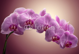 Naklejki bouquet of magenta orchids