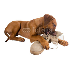 Fototapety Funny Puppy Rhodesian Ridgeback hugs army boots of his master