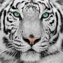 Naklejki white tiger
