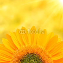 Naklejki Sunflower Background