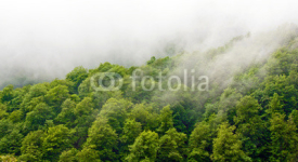 Fototapety Wspaniały zielony las w mgle po deszczu