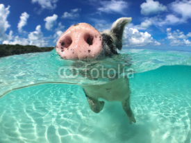 Fototapety Wild, swimming pig on Big Majors Cay in The Bahamas