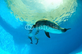 Naklejki Dolphins under water