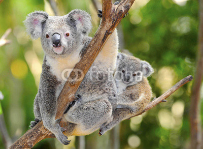 Australian Koala Bear with her baby, Sydney, Australia grey bear