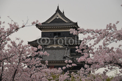 Château de Matsumoto et cerisiers en fleurs