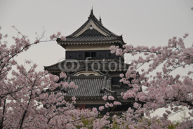 Naklejki Château de Matsumoto et cerisiers en fleurs