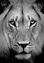 Naklejki Lion Portrait