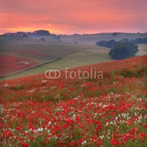 Naklejki Dorset poppy field sunset, UK