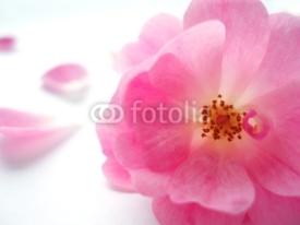 Fototapety pink rose