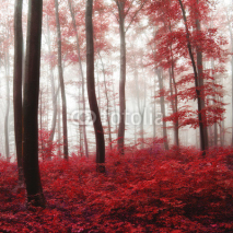 Obrazy i plakaty Glow light autumn forest