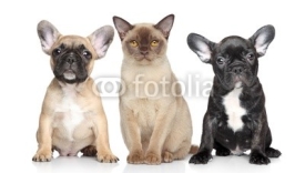 Naklejki Cat and dog puppies on a white background