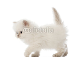 Fototapety British Longhair Kitten walking, 5 weeks old