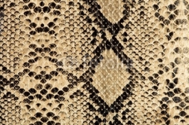 Fototapety snake texture