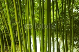 Naklejki Bambus 02