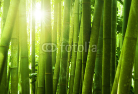 Naklejki Bamboo forest.