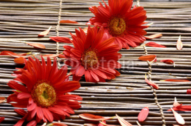 Fototapety Red flower with petals in the spa