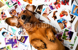 Obrazy i plakaty Cute dog among the photos