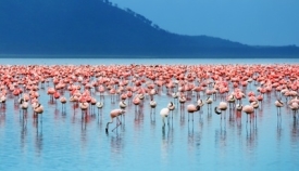 Fototapety African flamingos