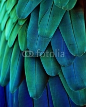 Fototapety Macaw Feathers (Blue/Green)
