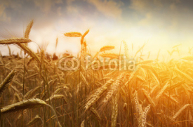 Naklejki golden wheat field and sunset